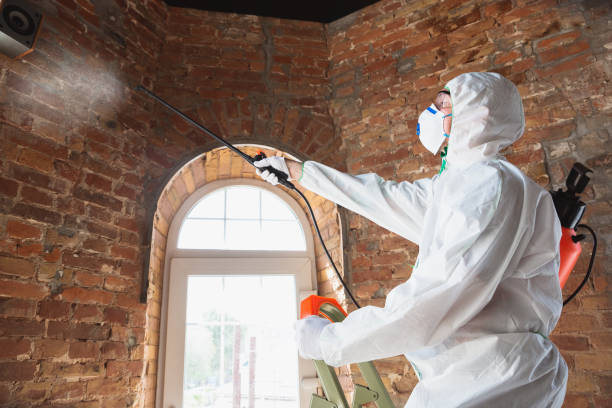 Mold Removal for HVAC Installations